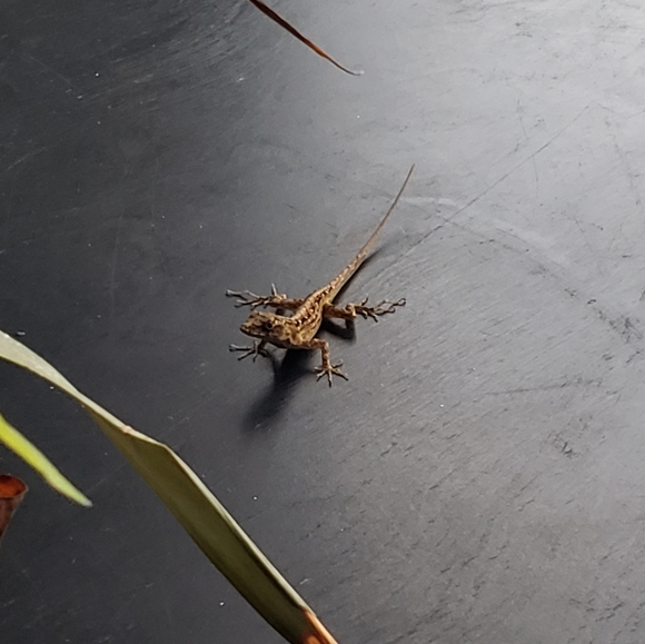 Meet your Posher, Anne - Picture 3 of 5